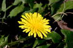 Common dandelion